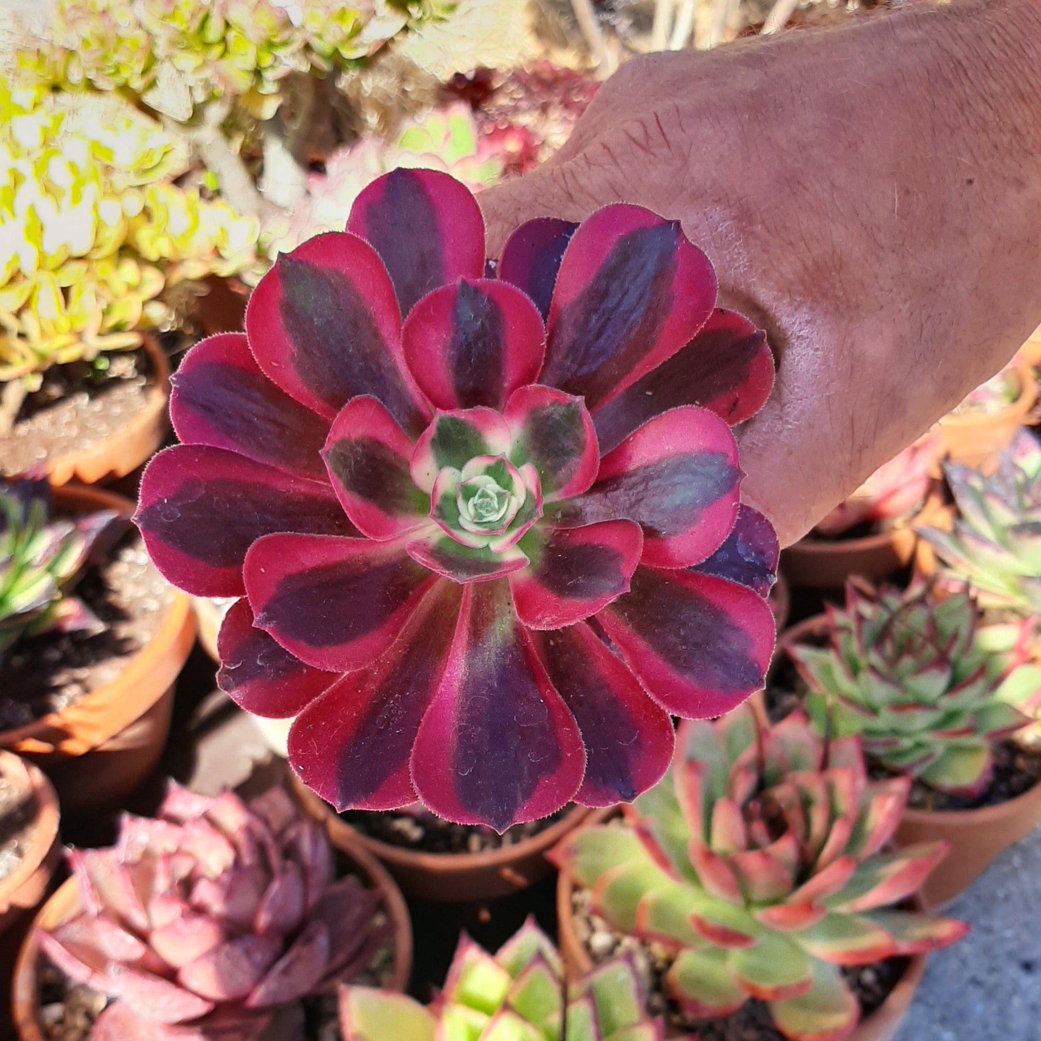 aeonium medusa succulent Aeonium MEDUSA – W & S Lockyer