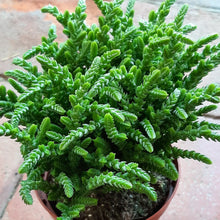 Load image into Gallery viewer, Crassula MUSCOSA syn. Lycopodioides

