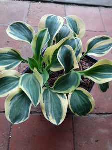 Hosta MIGHTY MOUSE