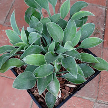 Load image into Gallery viewer, Hosta POPO (1.5 Litre)
