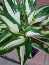 Load image into Gallery viewer, Hosta SURPRISED BY JOY

