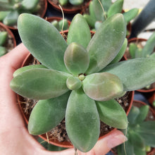 Load image into Gallery viewer, Pachyphytum CAPTAIN JESSOP
