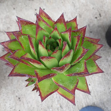 Load image into Gallery viewer, Echeveria Agavoides LIPSTICK Syn RED EDGE
