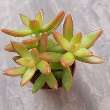Load image into Gallery viewer, Sedum Nussbaumerianum FIRE STORM 5.5cm
