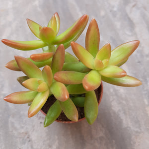 Sedum Nussbaumerianum FIRE STORM 5.5cm