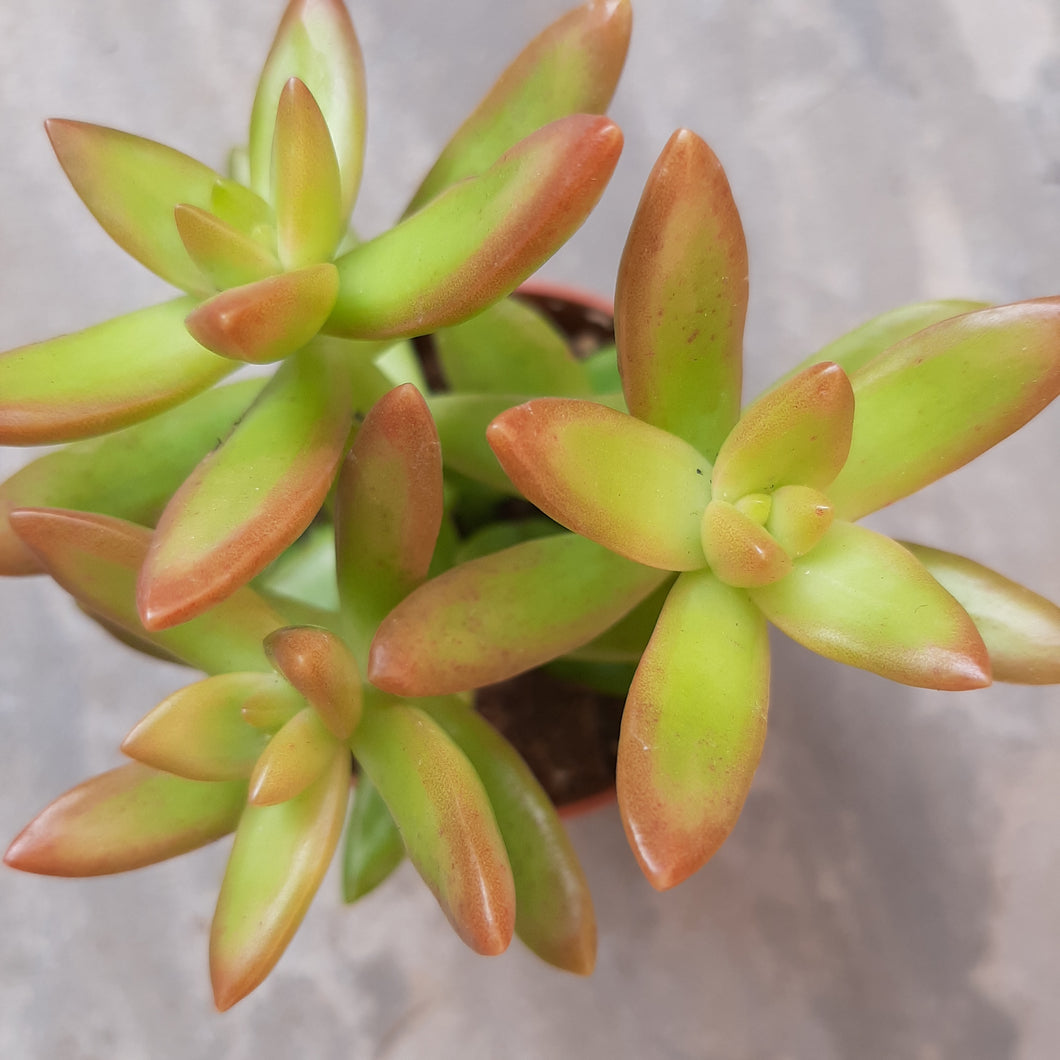 Sedum Nussbaumerianum FIRE STORM 5.5cm