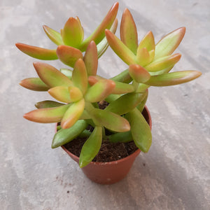 Sedum Nussbaumerianum FIRE STORM 5.5cm