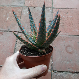 Aloe DANNYZ 10cm