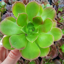 Load image into Gallery viewer, Aeonium BLUSHING BEAUTY 10cm
