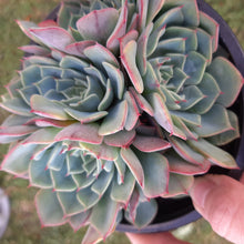 Load image into Gallery viewer, Echeveria Secunda Var. Glauca
