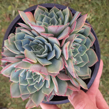 Load image into Gallery viewer, Echeveria Secunda Var. Glauca
