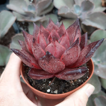 Load image into Gallery viewer, Echeveria agavoides BORDEAUX
