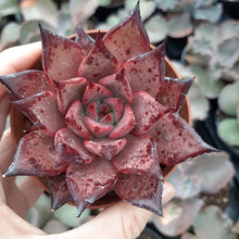 Load image into Gallery viewer, Echeveria agavoides BORDEAUX
