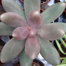 Load image into Gallery viewer, Pachyphytum CAPTAIN JESSOP
