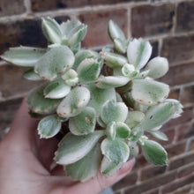 Load image into Gallery viewer, Cotyledon ladismithiensis VARIEGATED
