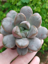 Load image into Gallery viewer, Graptoveria Amethorum
