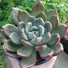 Load image into Gallery viewer, Echeveria CHAMPAGNE
