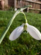 Load image into Gallery viewer, Galanthus ENID BROMLEY
