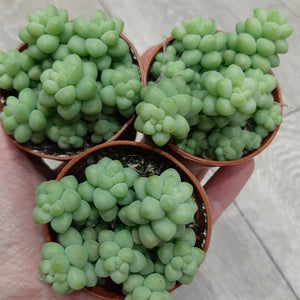 x3 Sedum BURRITO 5.5cm