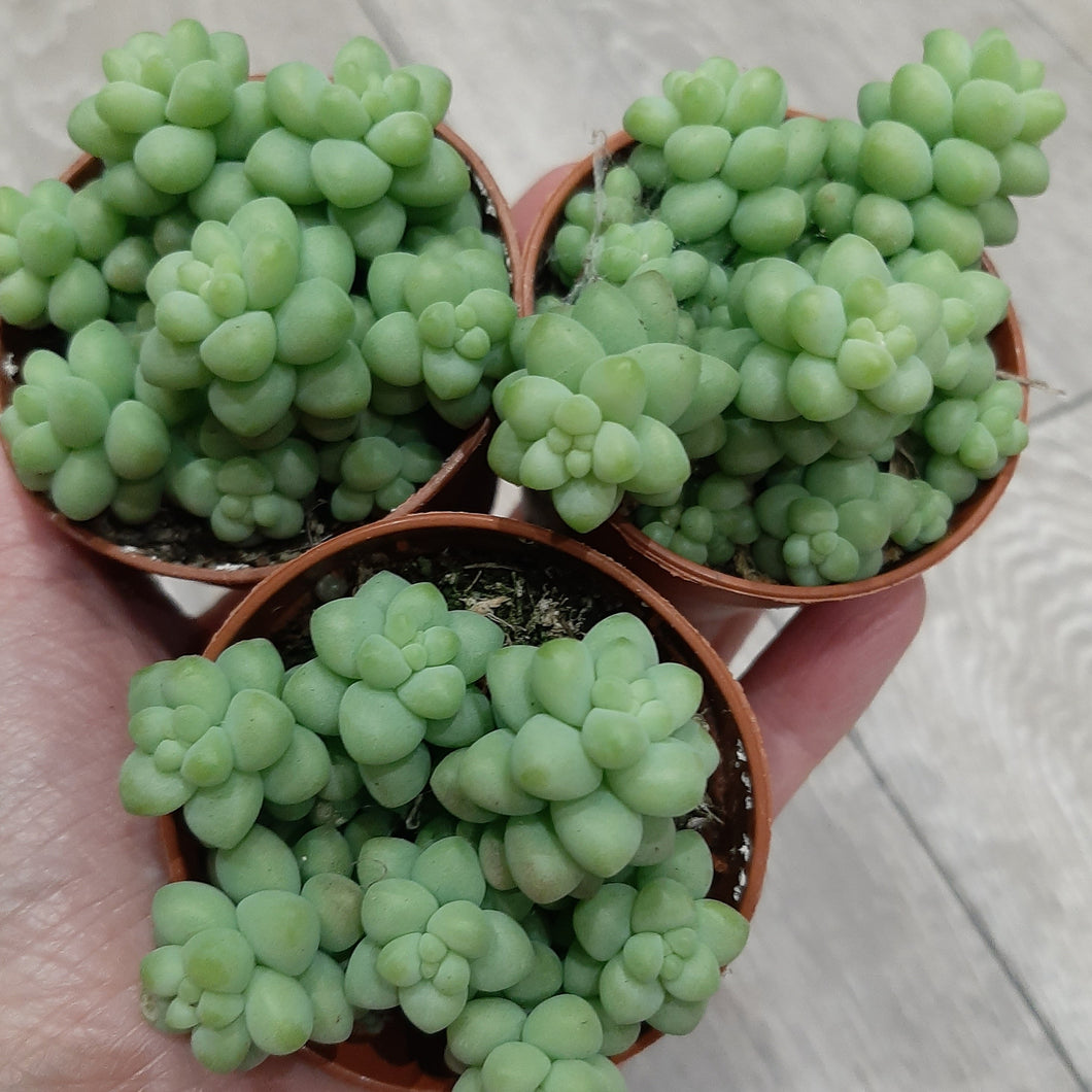 x3 Sedum BURRITO 5.5cm