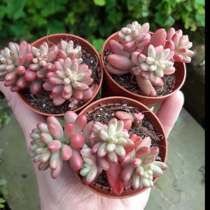 Sedum Rubrotinctum AURORA Syn. Variegata 5.5cm