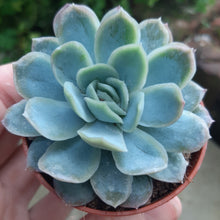 Load image into Gallery viewer, Echeveria ELEGANS
