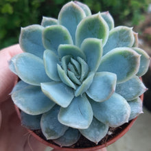 Load image into Gallery viewer, Echeveria ELEGANS
