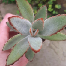 Load image into Gallery viewer, Kalanchoe Tomentosa 5.5CM
