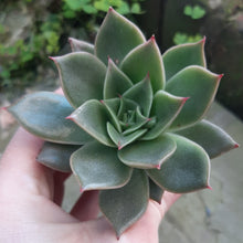Load image into Gallery viewer, Echeveria MEXICANO syn. RUBELLA
