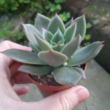 Load image into Gallery viewer, Echeveria MEXICANO syn. RUBELLA
