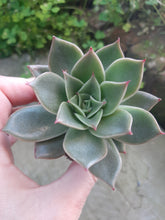 Load image into Gallery viewer, Echeveria MEXICANO syn. RUBELLA
