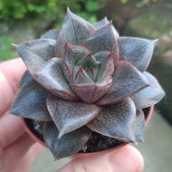 Echeveria ‘Dionysos’ – UK Grown