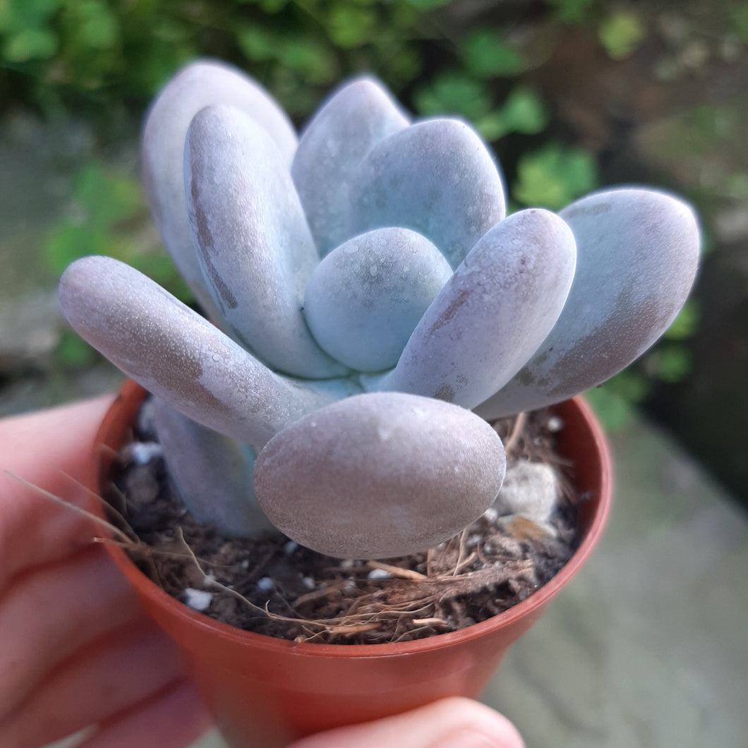 bracteosum succulent Pachyphytum BRACTEOSUM pebbles 5.5cm – W & S Lockyer