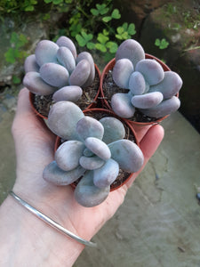 Set of 3: Pachyphytum BRACTEOSUM pebbles 5.5cm
