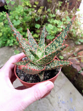Load image into Gallery viewer, Aloe VITO
