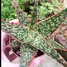 Load image into Gallery viewer, Aloe VITO
