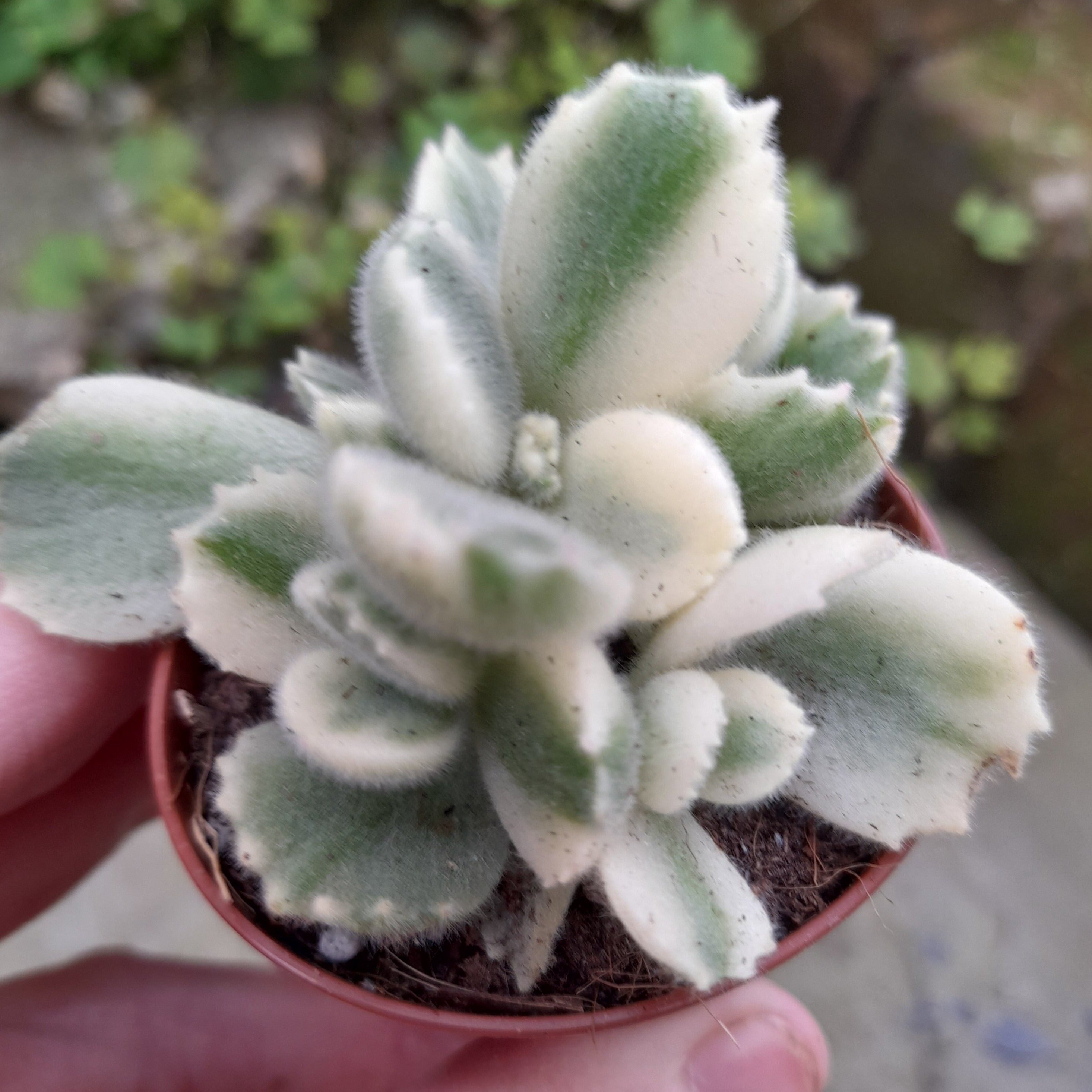 Cotyledon ladismithiensis VARIEGATED – W & S Lockyer