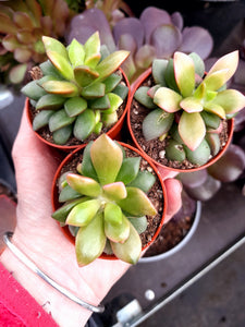 Anacampseros 'SUNRISE' 5.5cm
