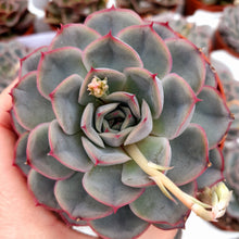 Load image into Gallery viewer, Echeveria HERCULES

