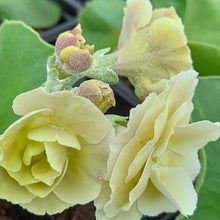 Load image into Gallery viewer, Auricula &#39;NYMPH&#39; (D)
