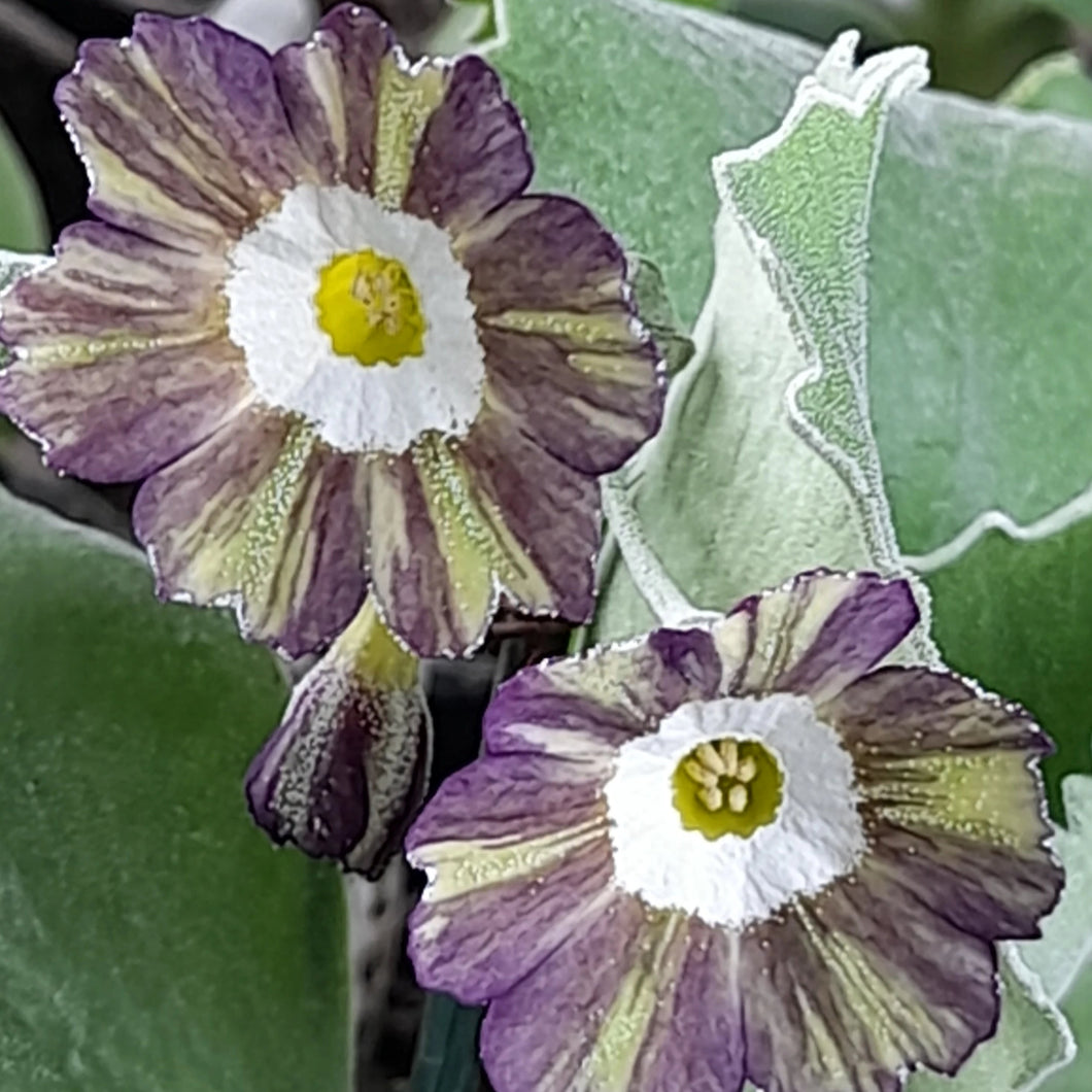 Auricula 'REGENCY PAPERCHASE' (Str)