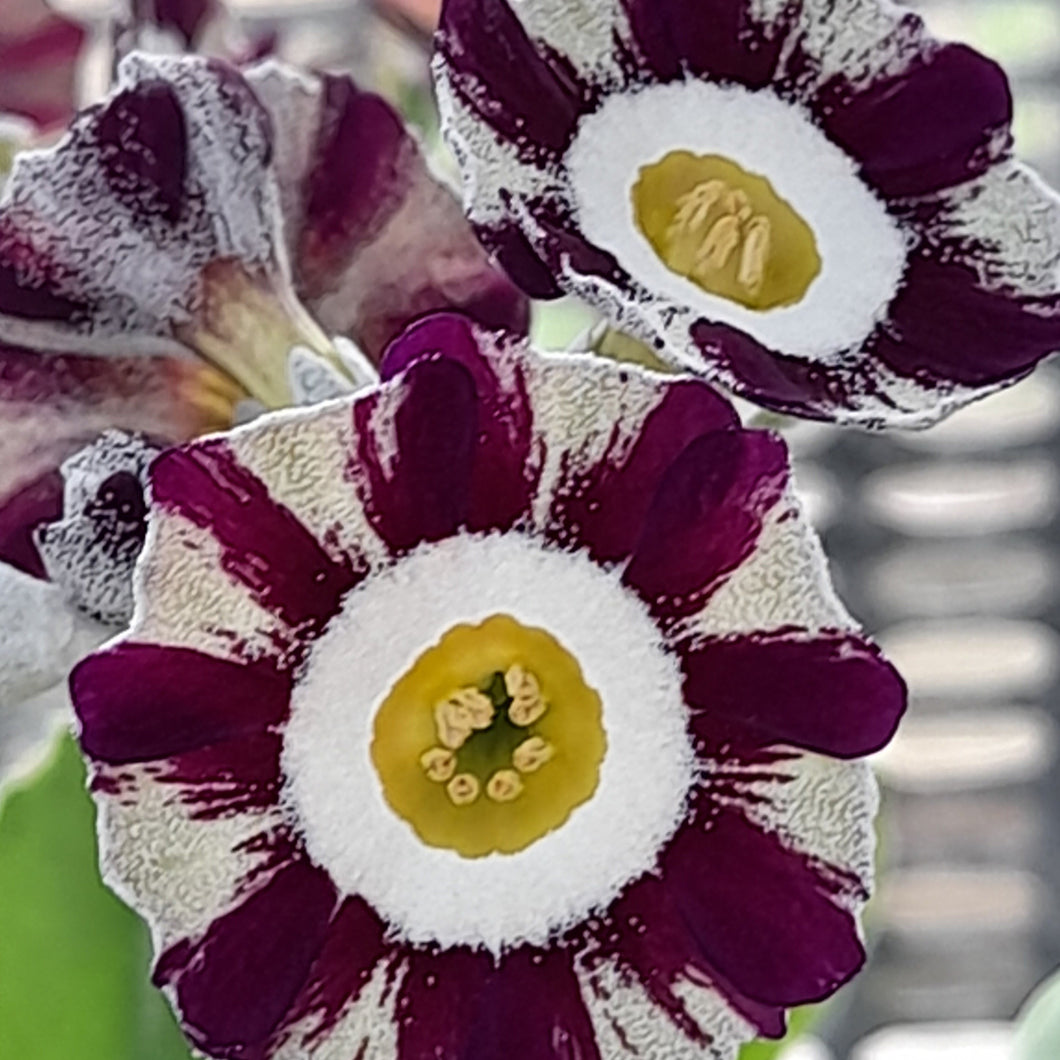 Auricula 'REGENCY SYMPHONY' (St)