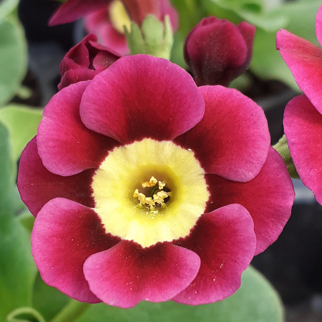 Auricula 'AURORA' (A)