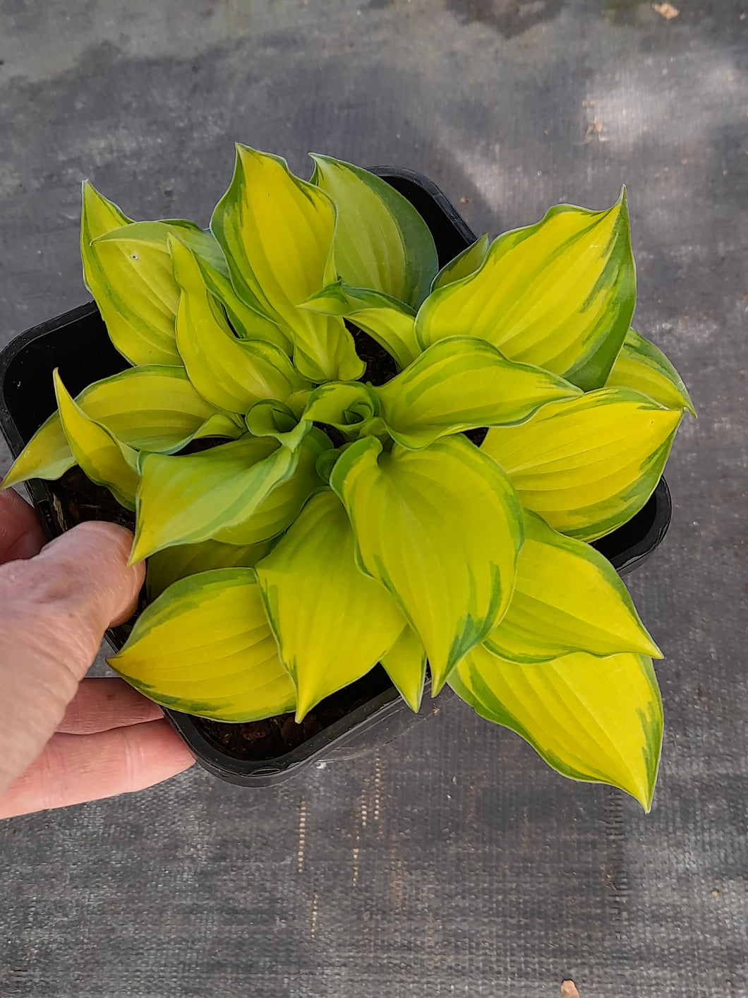 Hosta CRACKER CRUMBS (9cm)