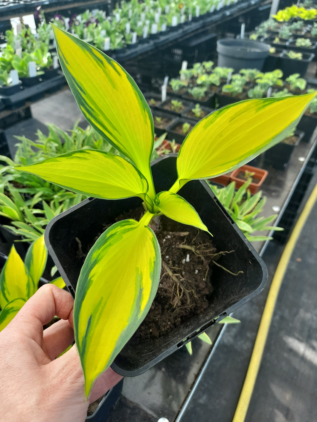 Hosta ORANGE STAR