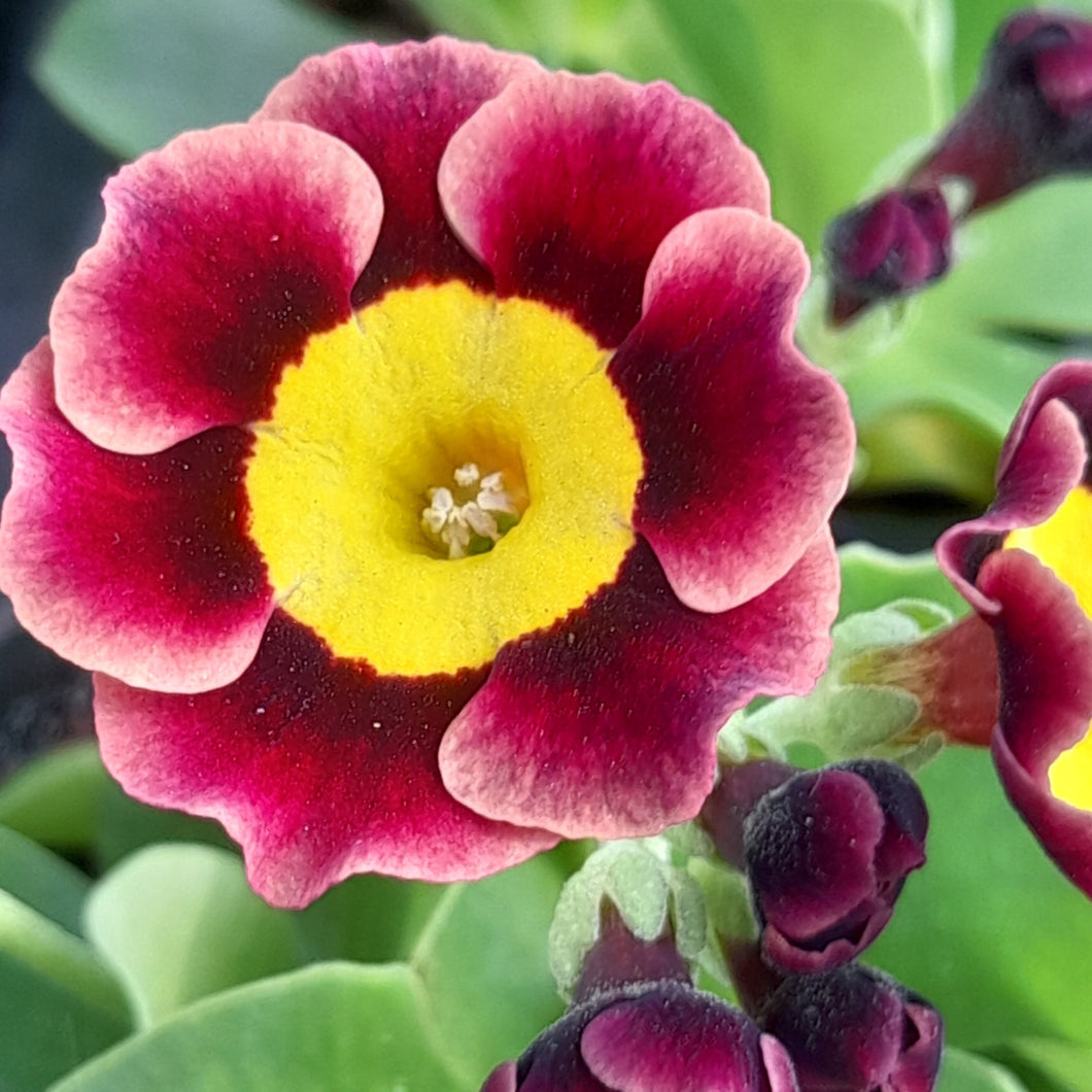 Auricula 'DEL BOY' (A)