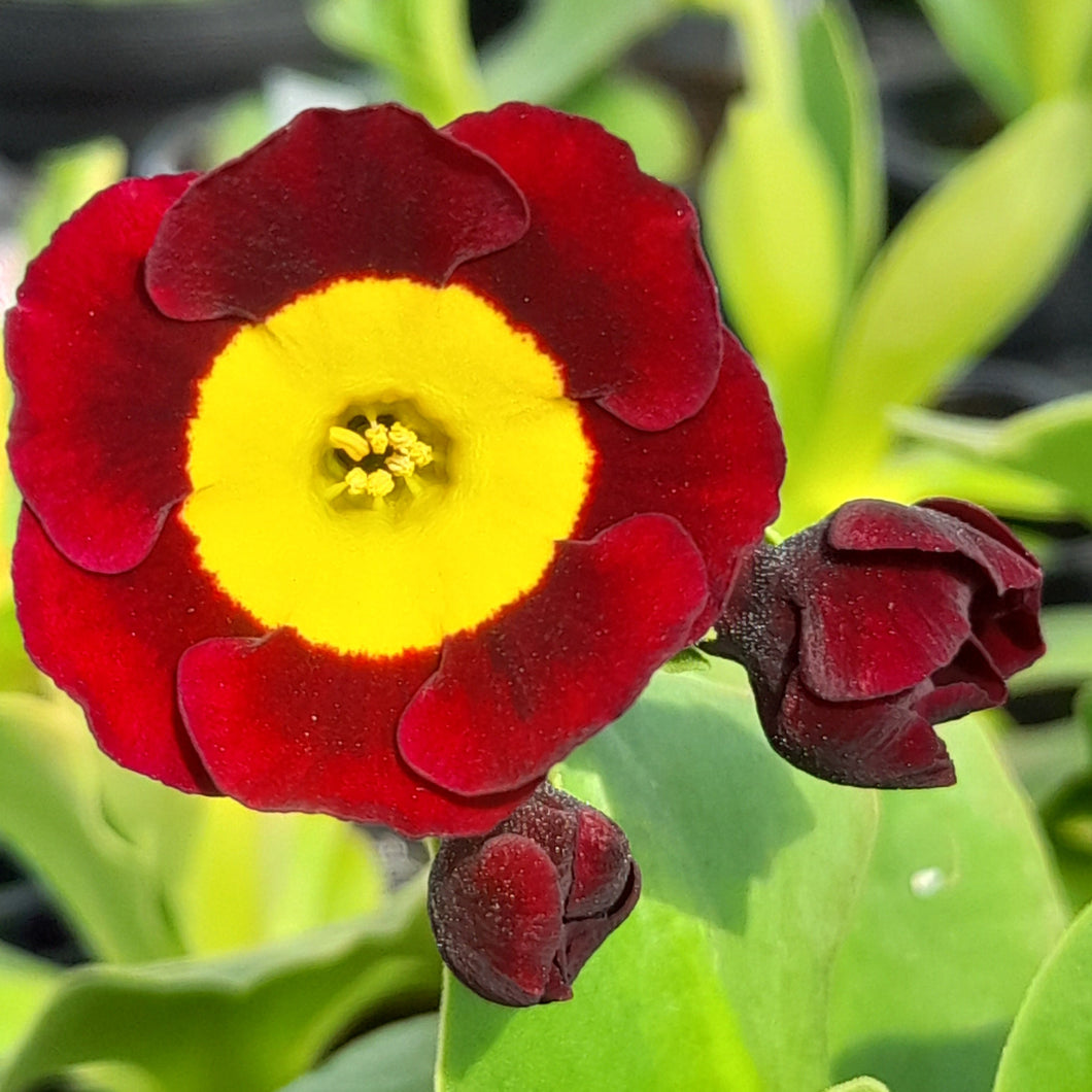 Auricula 'THAT'S IT' (A)