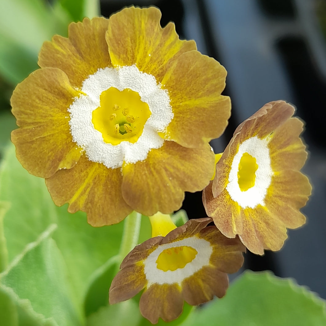 Auricula 'REGENCY VALENTINE' (Str)