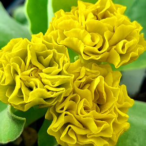 Auricula 'FOREST LEMON' (D)