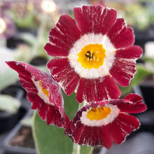 Load image into Gallery viewer, Auricula &#39;BLUSH BABY&#39; (Str)
